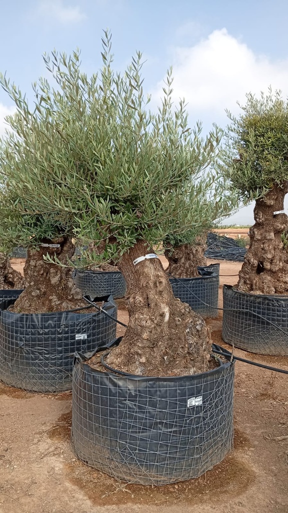 OBM60 - Olea Europaea Olivo Bonsái Malla Metálica