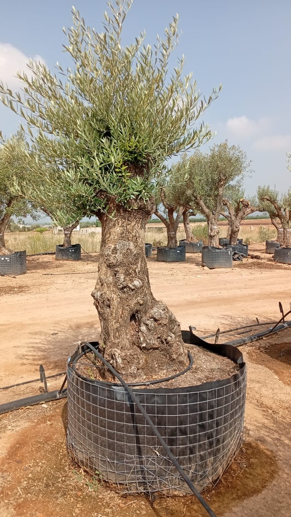 OBM60 - Olea Europaea Olivo Bonsái Malla Metálica