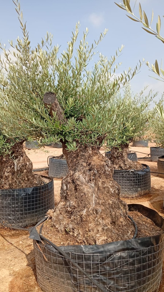 OBM60 - Olea Europaea Olivo Bonsái Malla Metálica