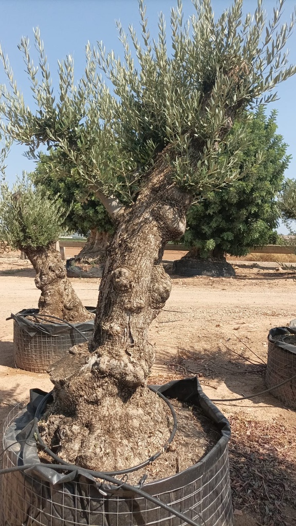 OBM60 - Olea Europaea Olivo Bonsái Malla Metálica