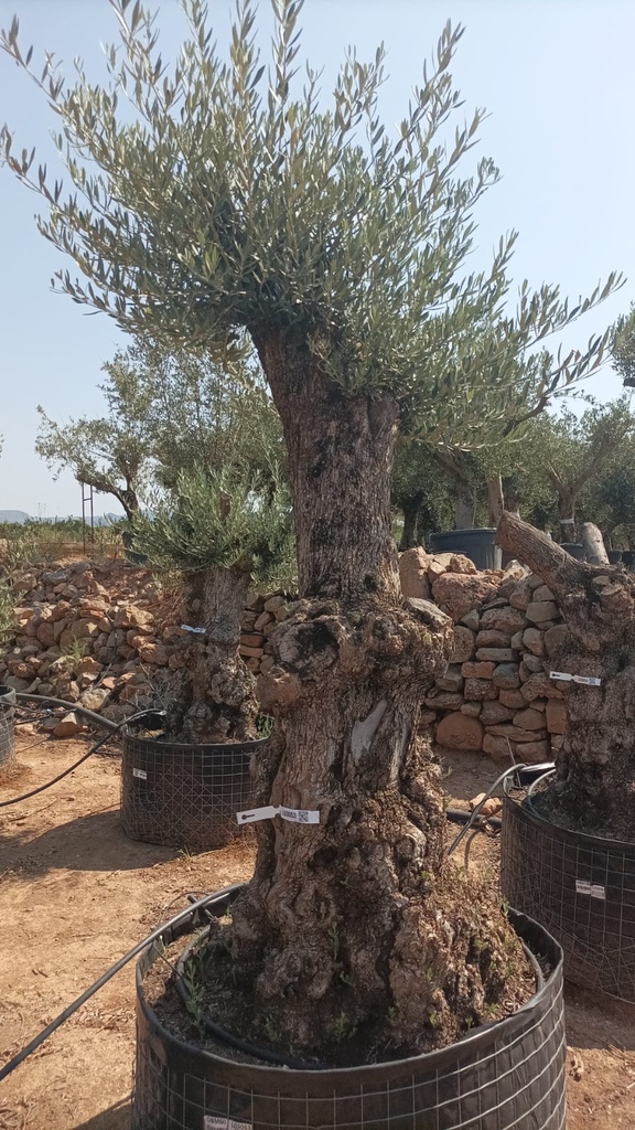 OBM60 - Olea Europaea Olivo Bonsái Malla Metálica