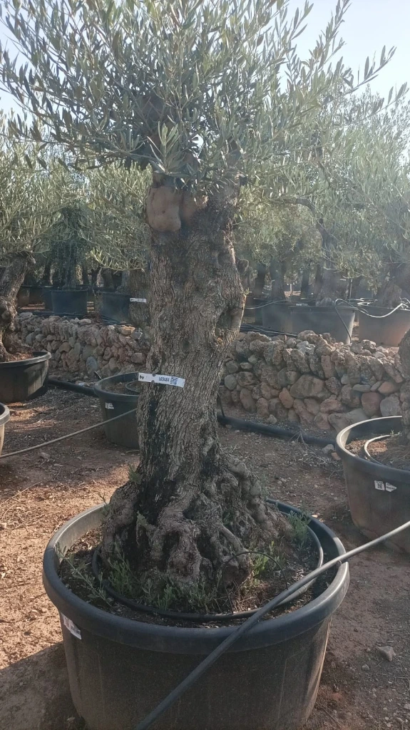OBT80 - Olea Europaea Olivo Bonsái Terrina