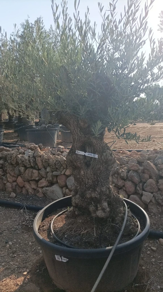 OBT80 - Olea Europaea Olivo Bonsái Terrina