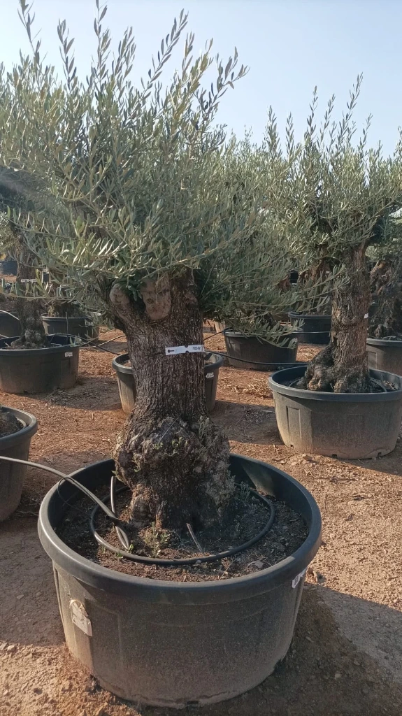 OBT80 - Olea Europaea Olivo Bonsái Terrina