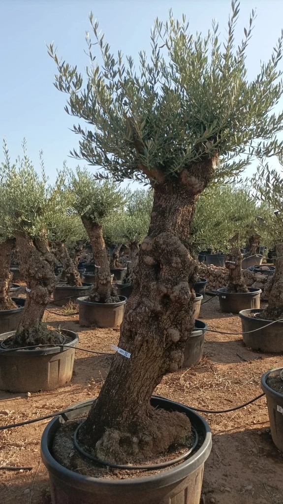 OBT80 - Olea Europaea Olivo Bonsái Terrina