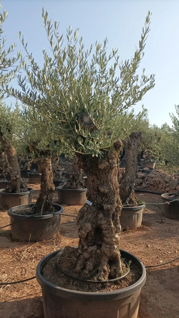 OBT80 - Olea Europaea Olivo Bonsái Terrina