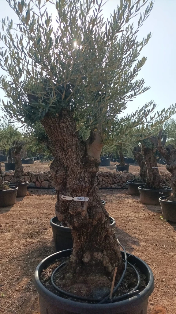 OBT80 - Olea Europaea Olivo Bonsái Terrina