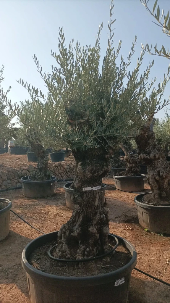 OBT80 - Olea Europaea Olivo Bonsái Terrina