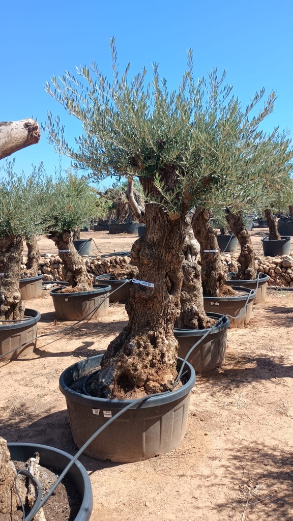 OBT80 - Olea Europaea Olivo Bonsái Terrina