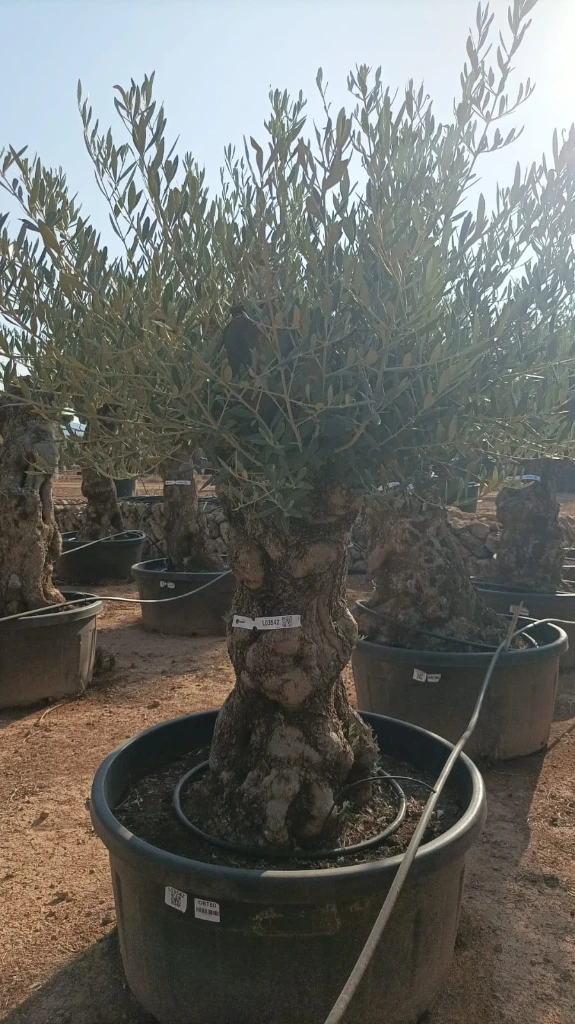 OBT80 - Olea Europaea Olivo Bonsái Terrina