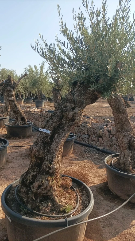 OBT80 - Olea Europaea Olivo Bonsái Terrina