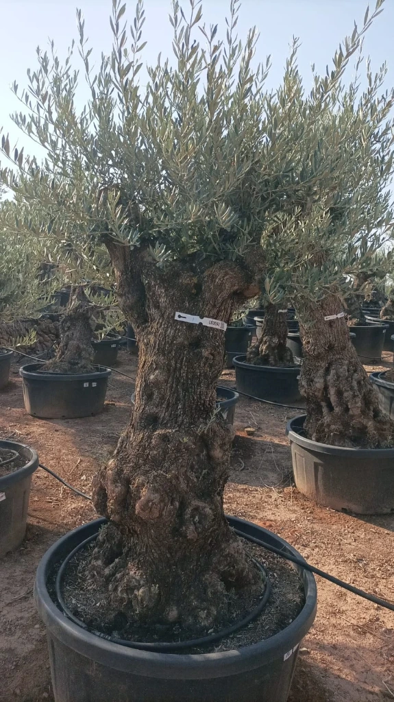 OBT80 - Olea Europaea Olivo Bonsái Terrina