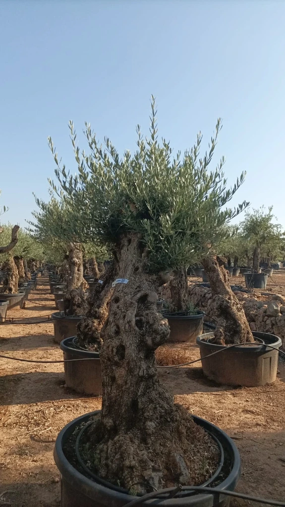 OBT80 - Olea Europaea Olivo Bonsái Terrina