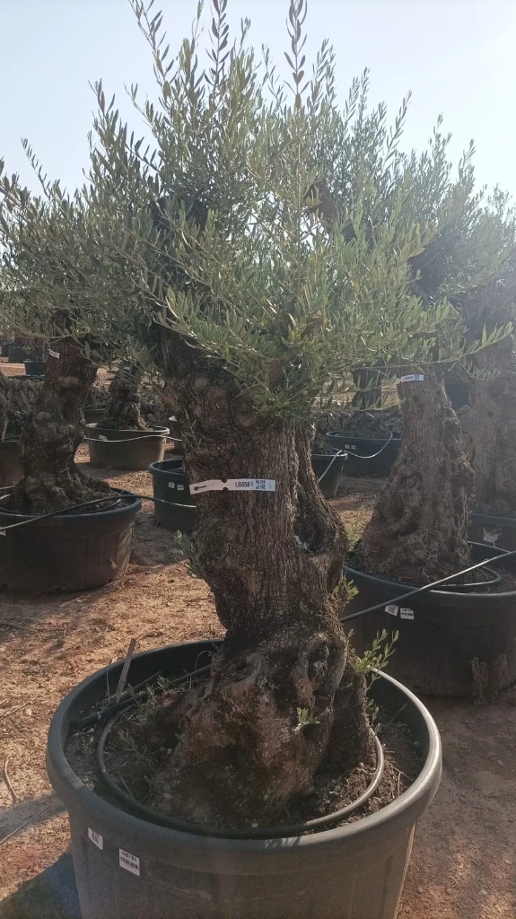 OBT80 - Olea Europaea Olivo Bonsái Terrina