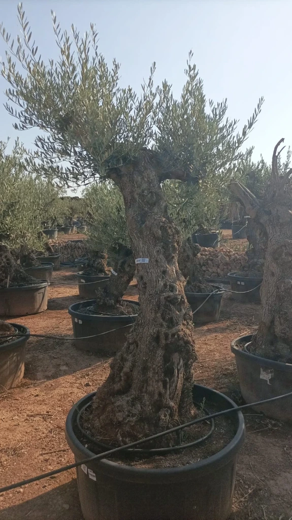 OBT80 - Olea Europaea Olivo Bonsái Terrina