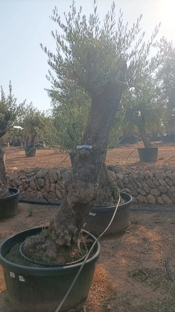 OBT80 - Olea Europaea Olivo Bonsái Terrina