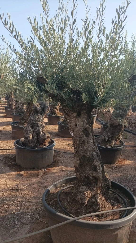 OBT80 - Olea Europaea Olivo Bonsái Terrina