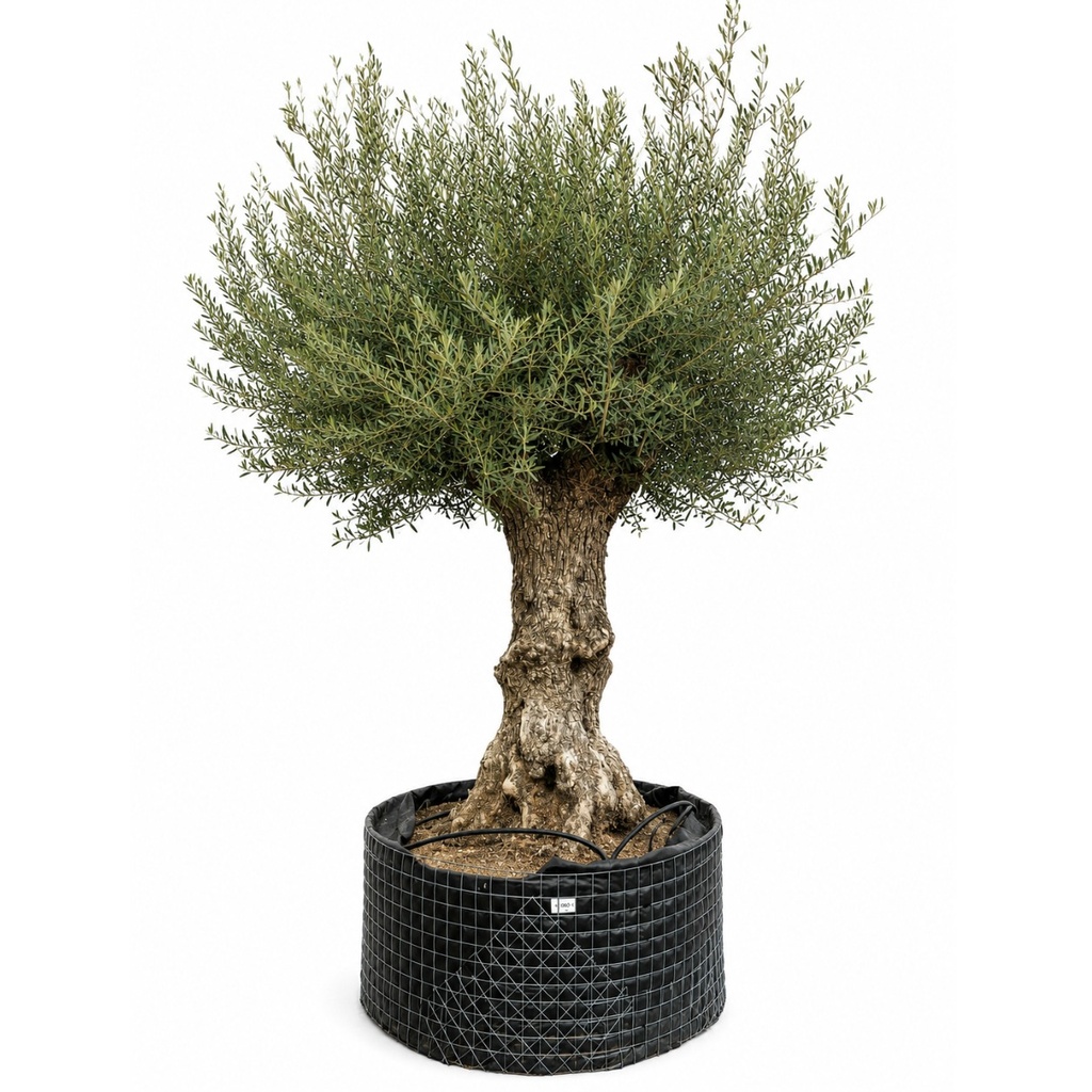ONM100 - Olea Europaea Malla Metálica