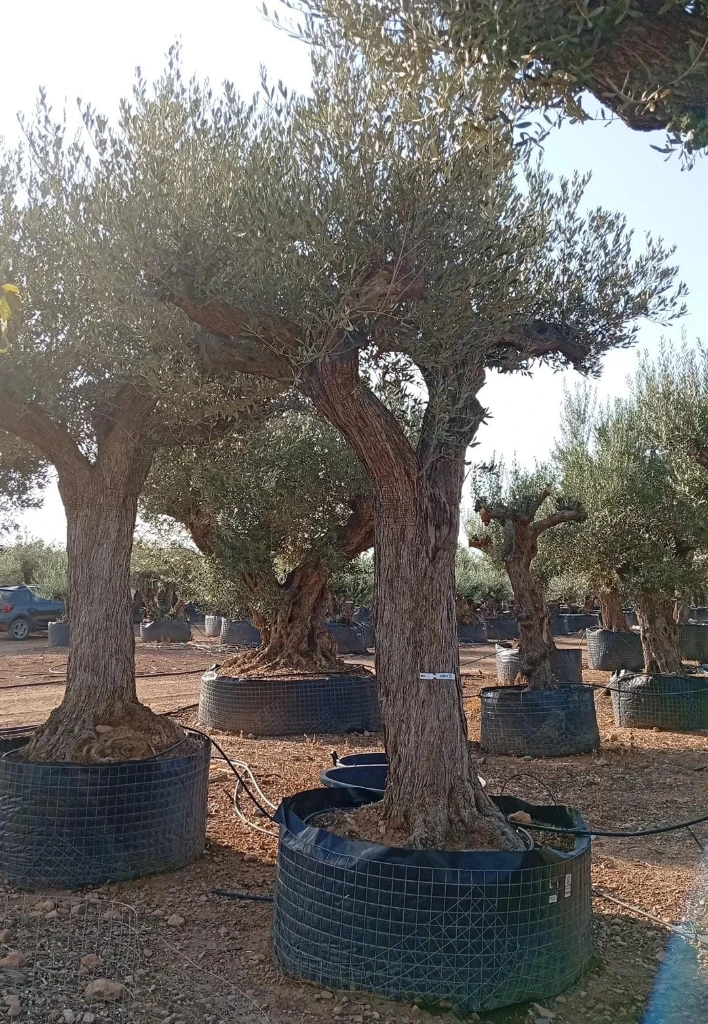 ONM120 - Olea Europaea Malla Metálica