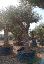 ONM120 - Olea Europaea Malla Metálica
