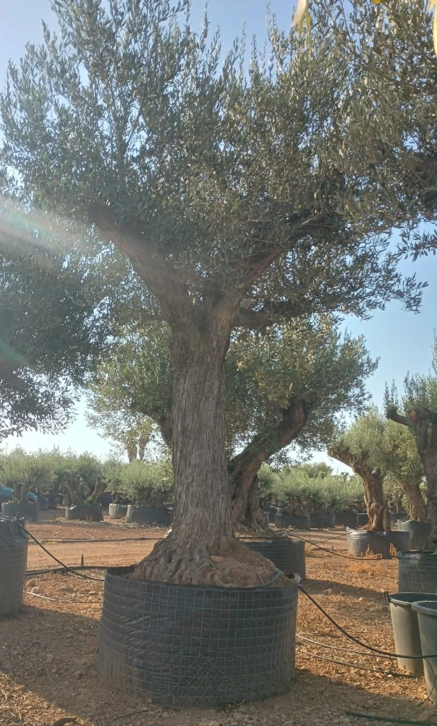 ONM120 - Olea Europaea Malla Metálica
