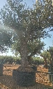 ONM120 - Olea Europaea Malla Metálica