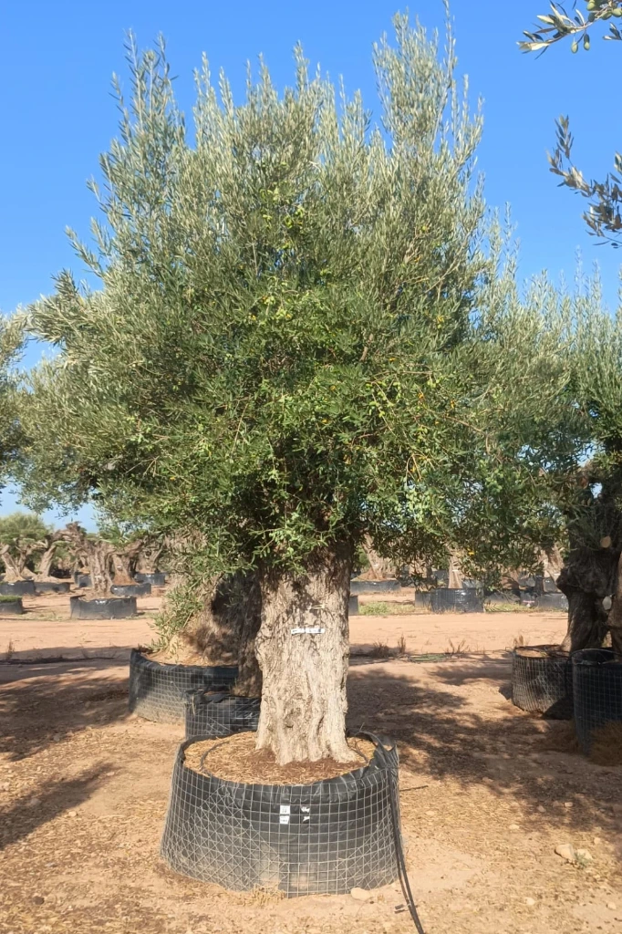 ONM120 - Olea Europaea Malla Metálica