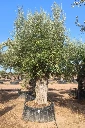 ONM120 - Olea Europaea Malla Metálica