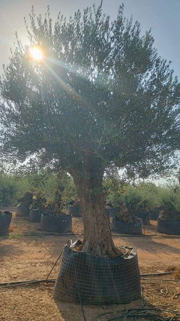 ONM120 - Olea Europaea Malla Metálica