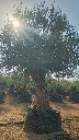 ONM120 - Olea Europaea Malla Metálica