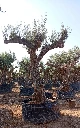 ONM120 - Olea Europaea Malla Metálica