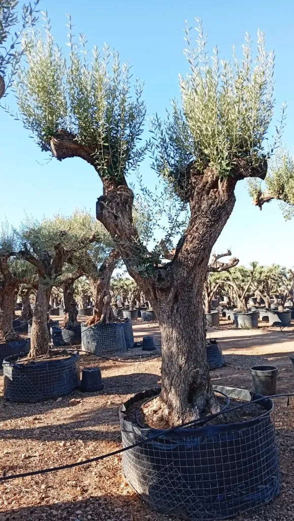 ONM120 - Olea Europaea Malla Metálica