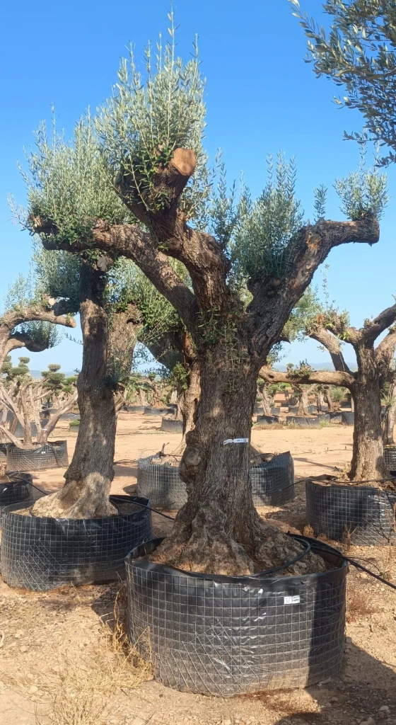 ONM120 - Olea Europaea Malla Metálica