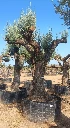ONM120 - Olea Europaea Malla Metálica