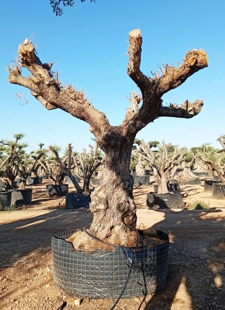 ONM120 - Olea Europaea Malla Metálica