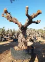 ONM120 - Olea Europaea Malla Metálica