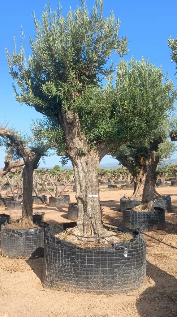 ONM120 - Olea Europaea Malla Metálica