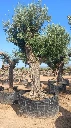 ONM120 - Olea Europaea Malla Metálica