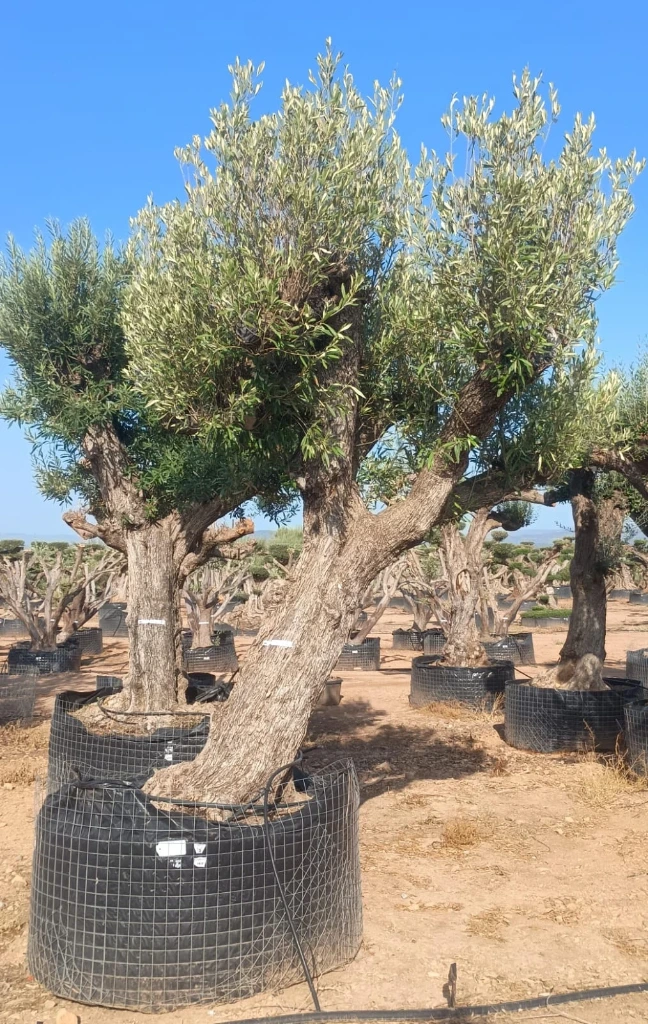 ONM120 - Olea Europaea Malla Metálica
