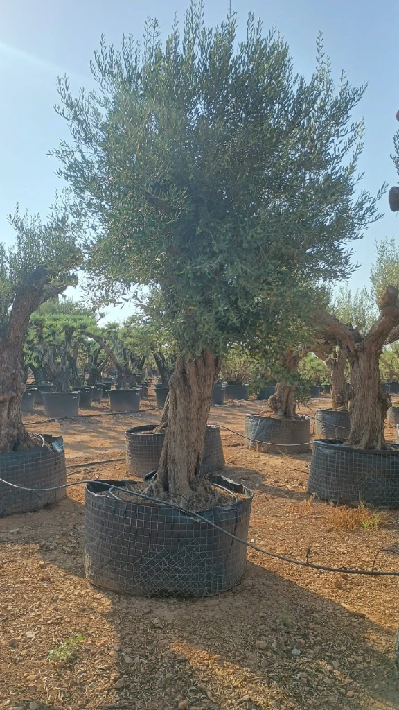 ONM120 - Olea Europaea Malla Metálica