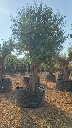 ONM120 - Olea Europaea Malla Metálica
