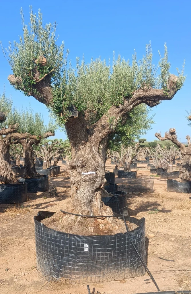 ONM120 - Olea Europaea Malla Metálica
