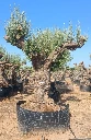 ONM120 - Olea Europaea Malla Metálica