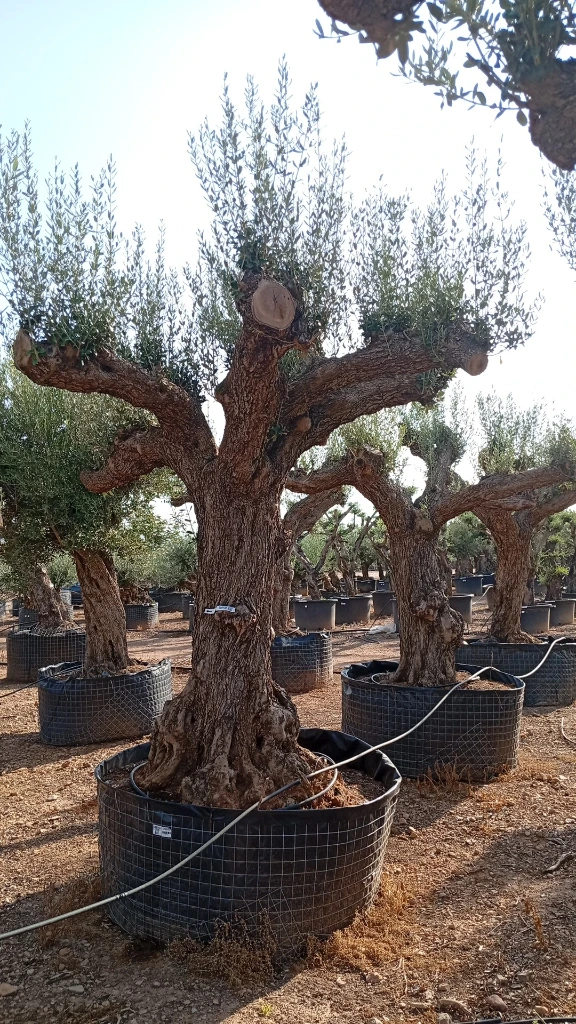 ONM120 - Olea Europaea Malla Metálica