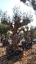 ONM120 - Olea Europaea Malla Metálica