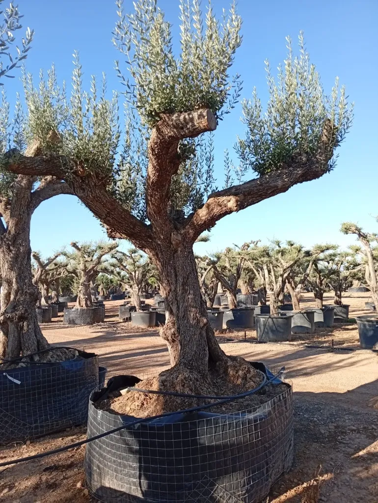 ONM120 - Olea Europaea Malla Metálica