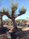 ONM120 - Olea Europaea Malla Metálica