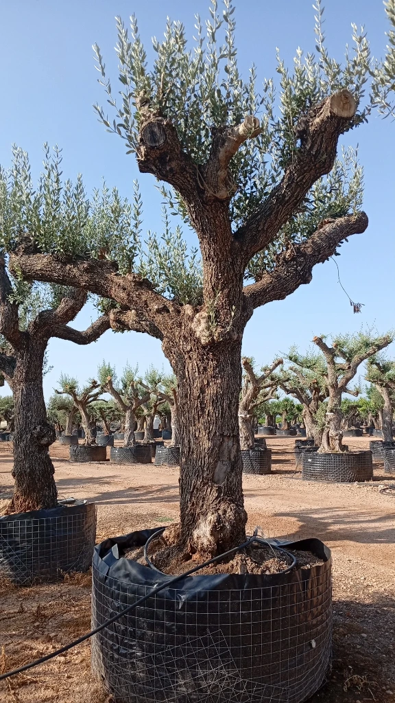 ONM120 - Olea Europaea Malla Metálica