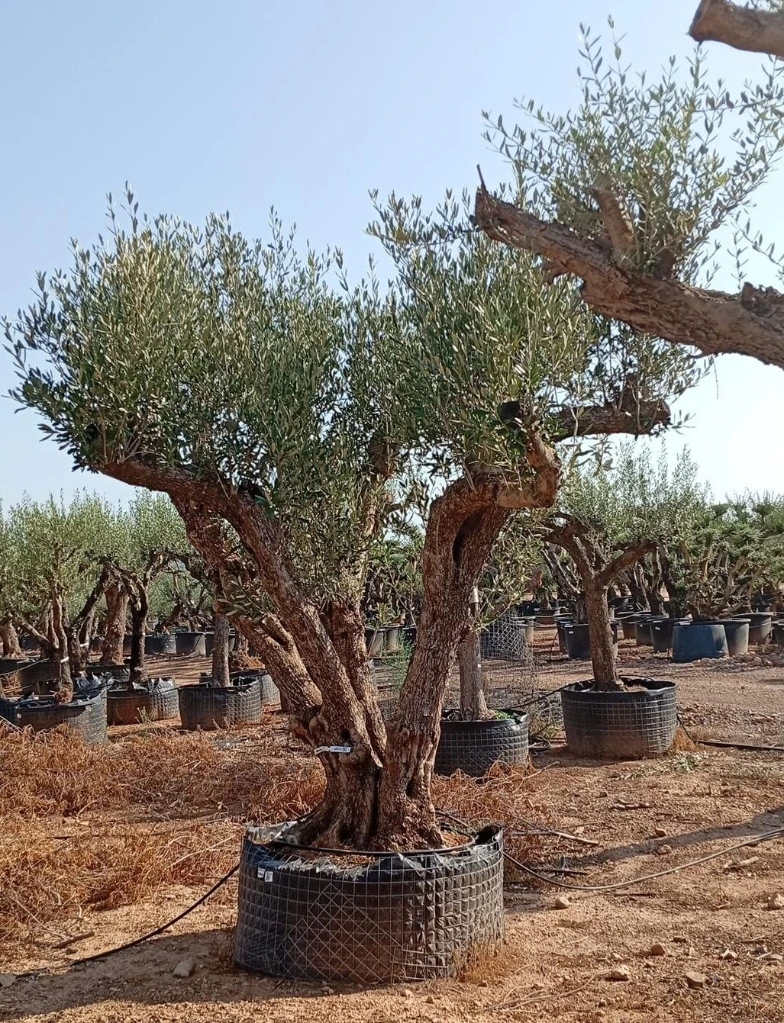ONM120 - Olea Europaea Malla Metálica