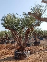 ONM120 - Olea Europaea Malla Metálica